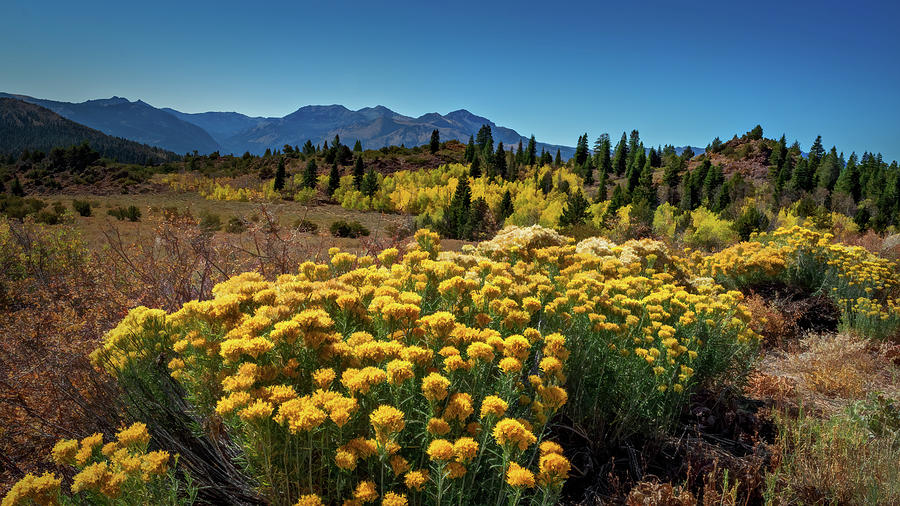 Sierra Sun Flowers Photograph