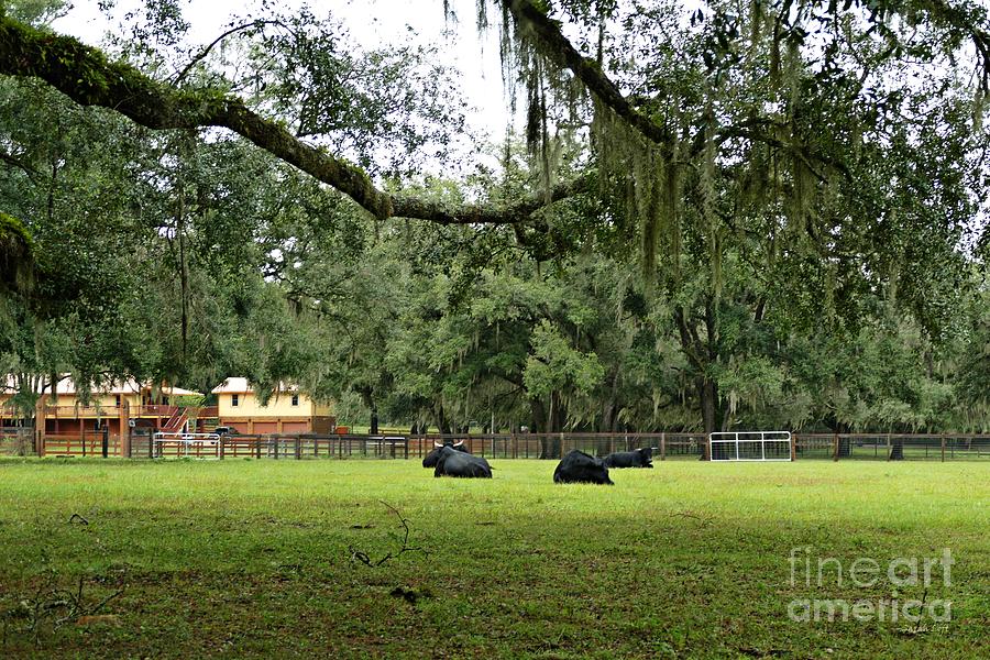 Animal Photograph - Siesta in the Pasture   by Sarah Loft