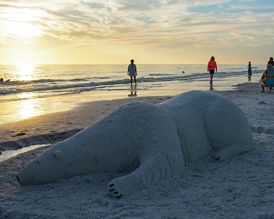 Siesta Key Polar Bear Lying on the Beach Sarasota Florida Photograph by Toby McGuire