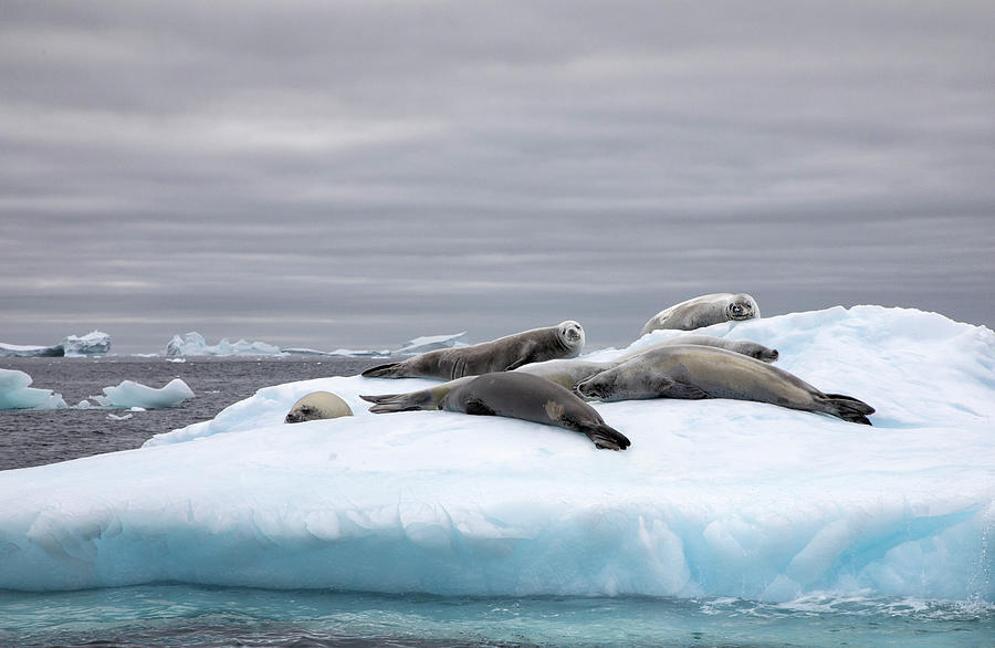 Siesta Time Photograph by Ray Kingsbury - Fine Art America