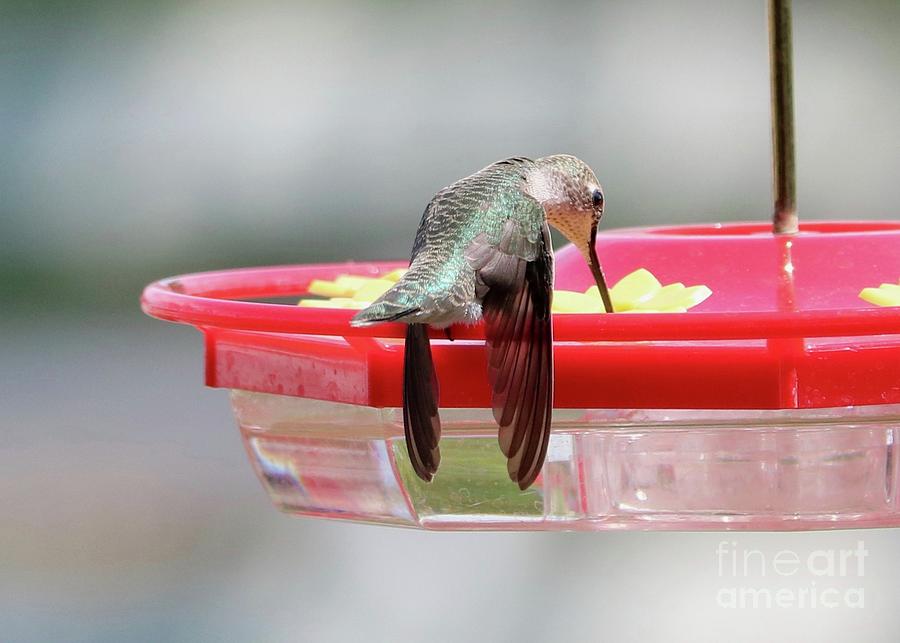 Sighing Hummingbird Photograph by Carol Groenen