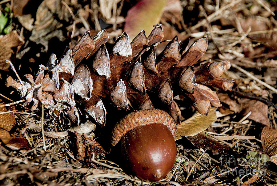 Sign Of Fall Pine Cone And Acorn Photograph by Douglas Miller - Fine ...