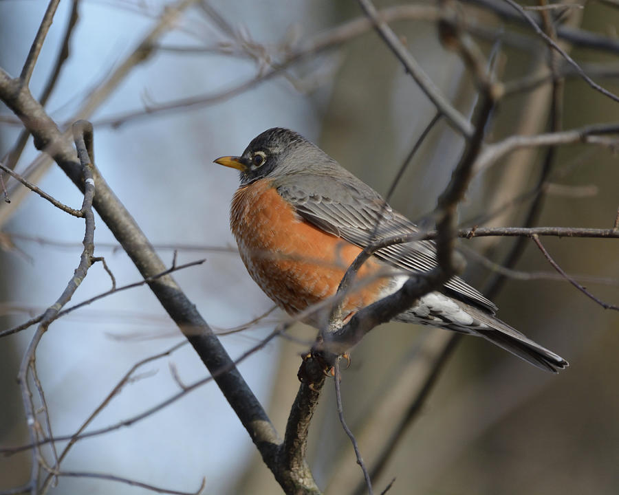Sign of Spring- American Robin Photograph by David Porteus