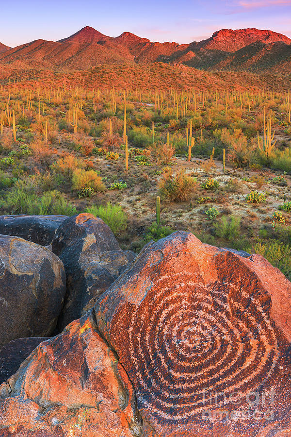 Signal Hill In Saguaro National Park Photograph