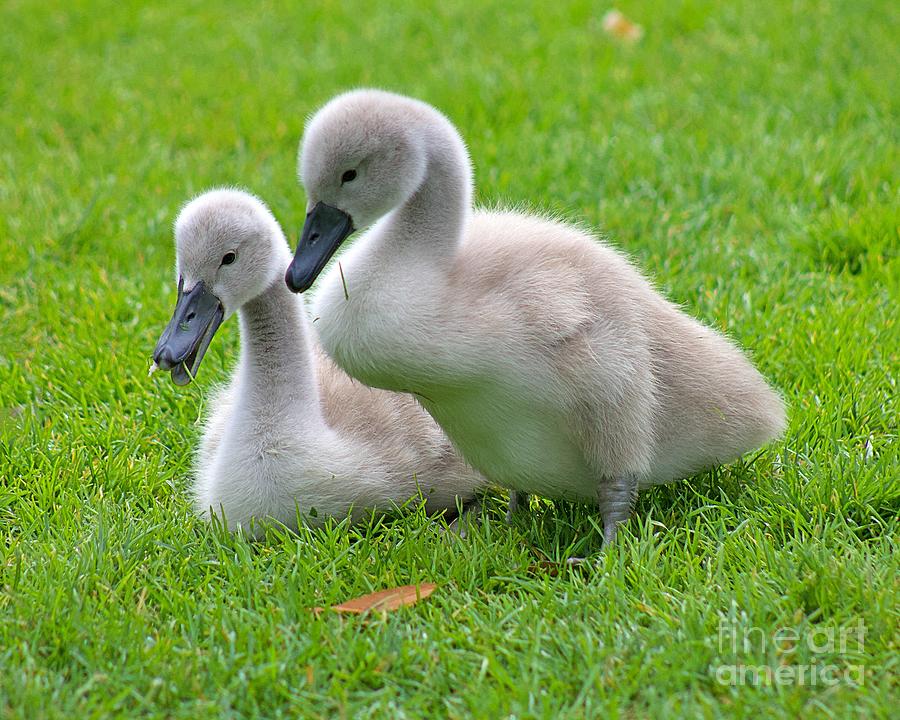 Signet Siblings Photograph by Yvonne M Smith