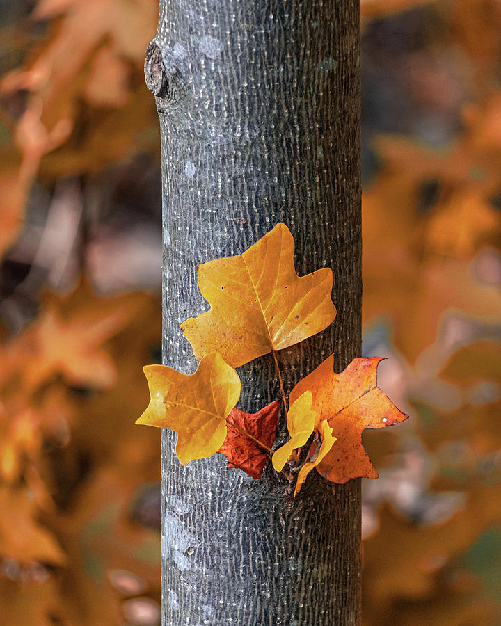 Signs Of Fall Photograph