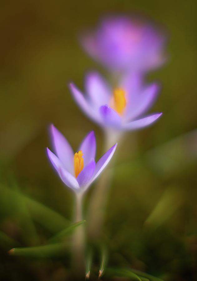Flowers Still Life Photograph - Signs of Spring Crocus Blooms by Mike Reid