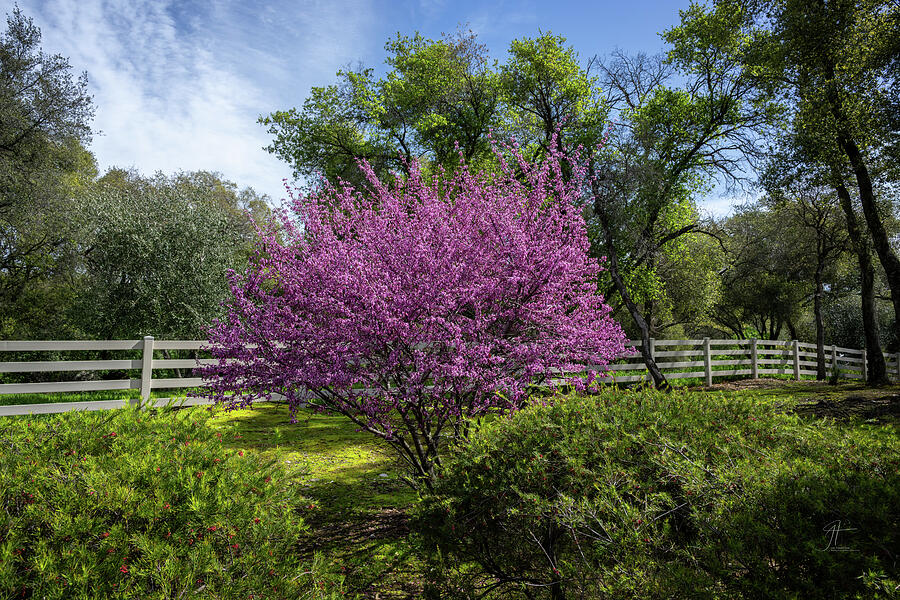 Flower Photograph - Signs of Spring by Jim Thompson Flower Photograph - Signs of Spring by Jim Thompson