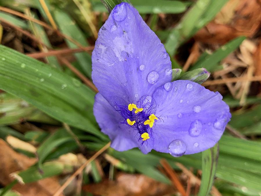 Nature Photograph - Signs of Spring by MC Mintz