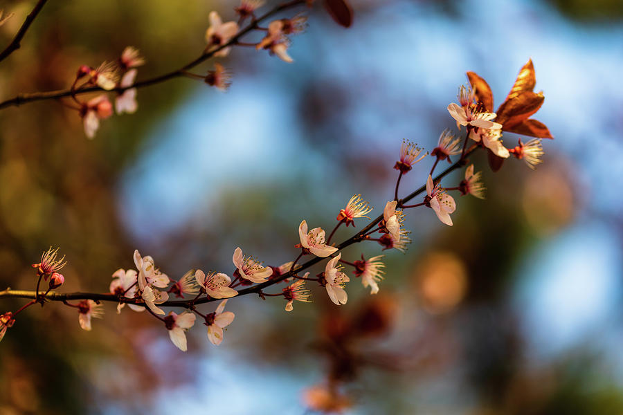 Signs of Spring - Plum Blossoms Photograph by Aashish Vaidya