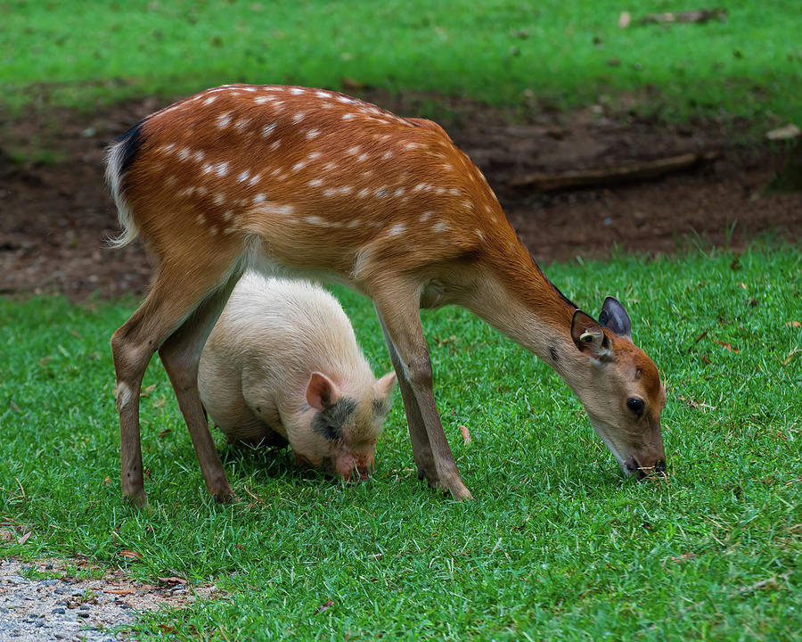 Sika Deer and Pot bellied pig Photograph by Flees Photos