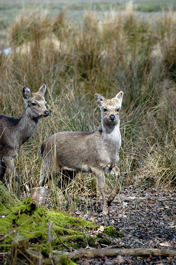 Sika deer at Arne Wareham Dorset Photograph by Loren Dowding