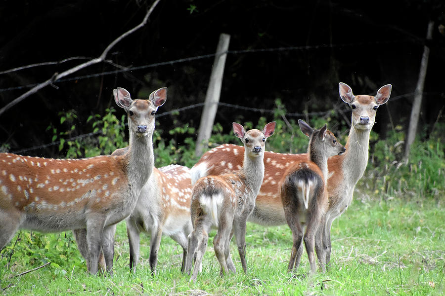Sika deer doe and calf Wareham Dorset England Photograph by Loren Dowding