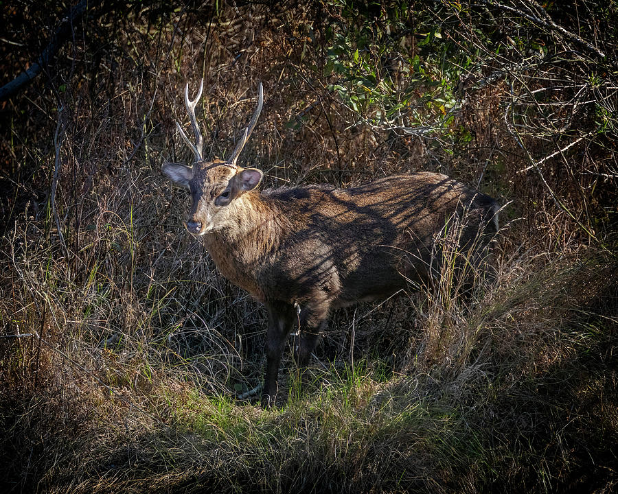 Sika Deer Elk Photograph by Alan Raasch