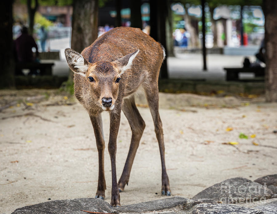 Sika deer on Miyajima Photograph by Lyl Dil Creations
