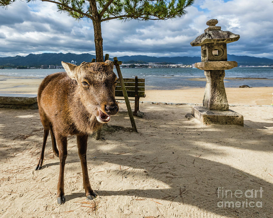 Sika deer on the beach of Miyajima Photograph by Lyl Dil Creations