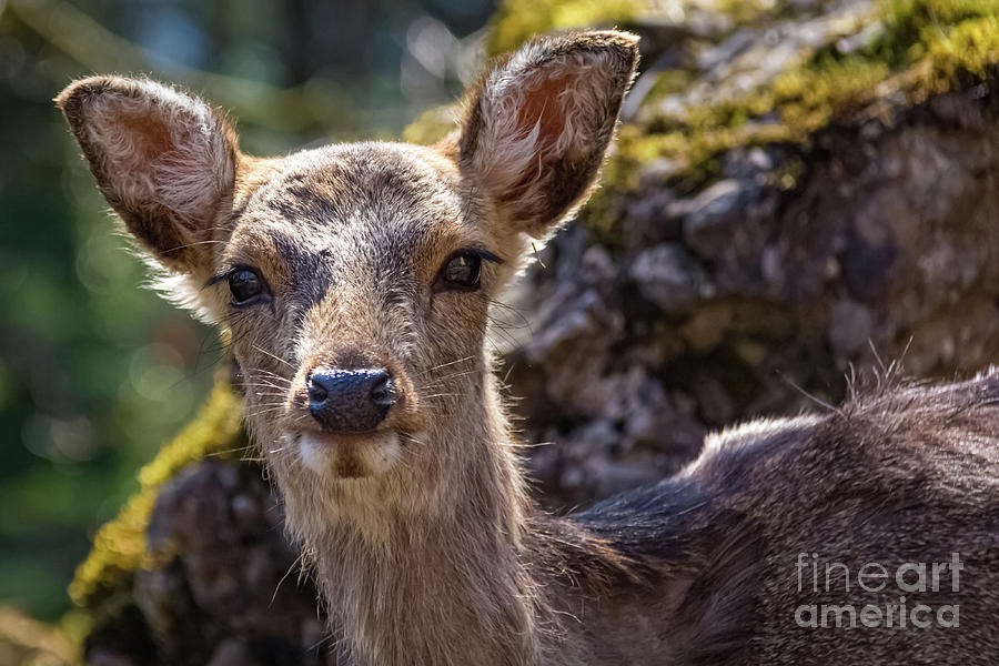 Sika deer portrait Photograph by Lyl Dil Creations