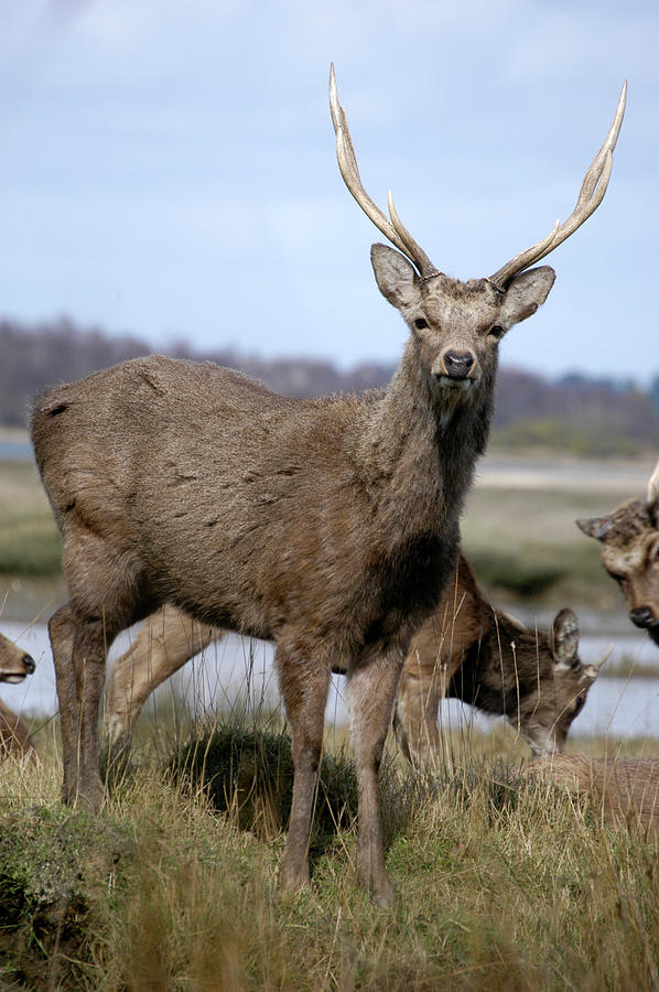 Sika deer stag Arne Dorset Photograph by Loren Dowding
