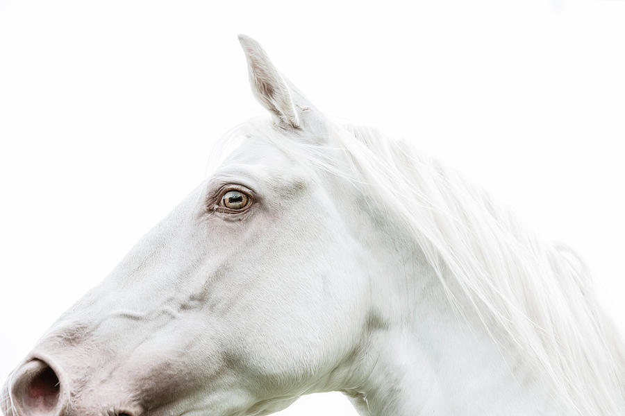 Silence - Horse Art Photograph by Lisa Saint