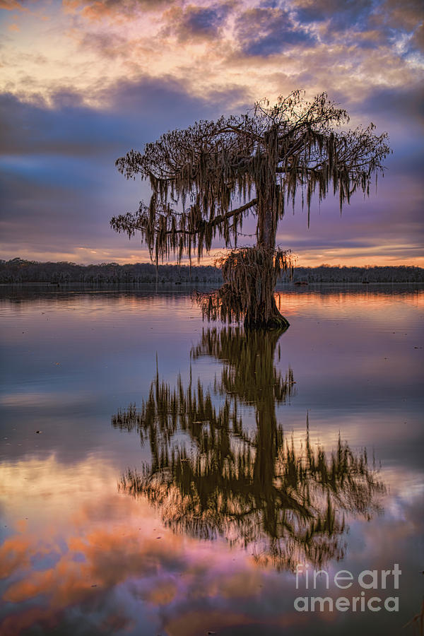 Silence in the Deep South Photograph by Bonnie Barry