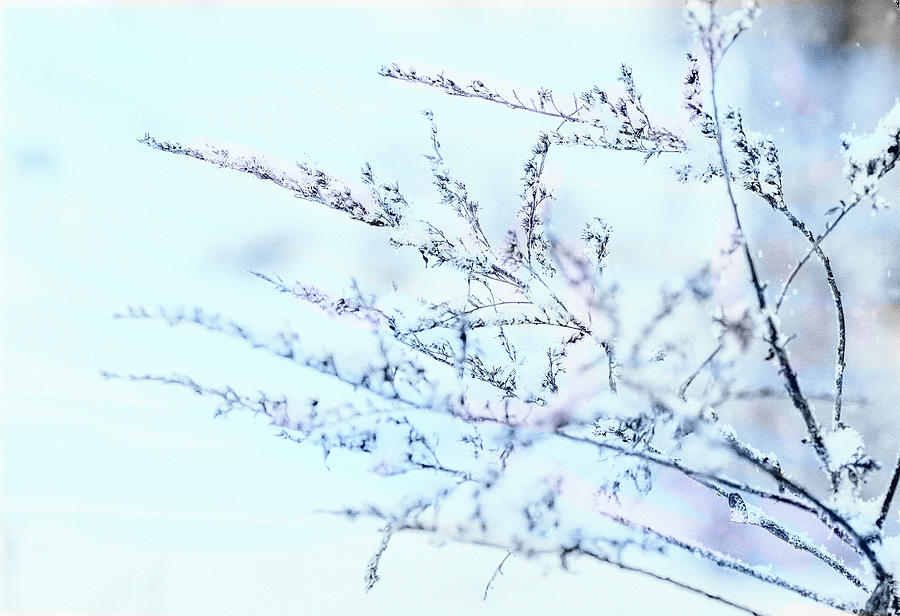 Silence In Winter Digital Art by Sue Capuano
