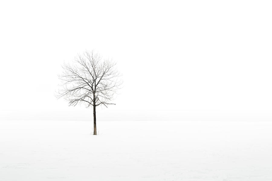 Winter Photograph - Silence by Scott Norris