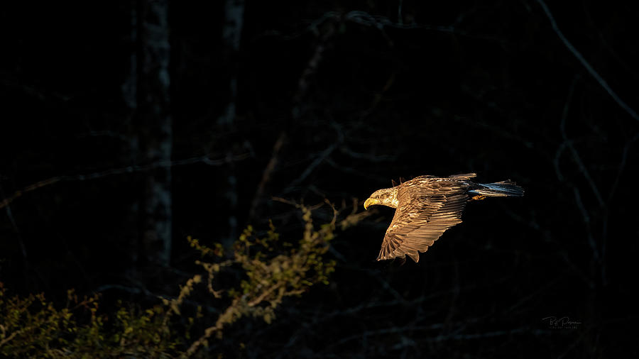 Silent Air Hunter Photograph by Bill Posner