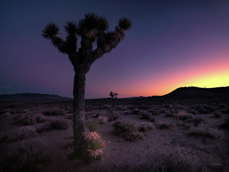 Silent Desert Nevada Photograph by Leland D Howard