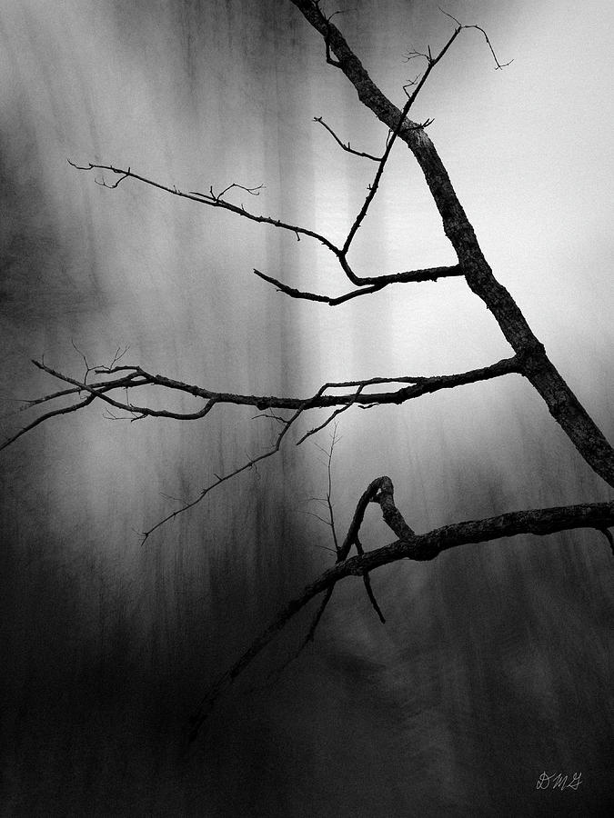 Silent Forest I BW Photograph by David Gordon