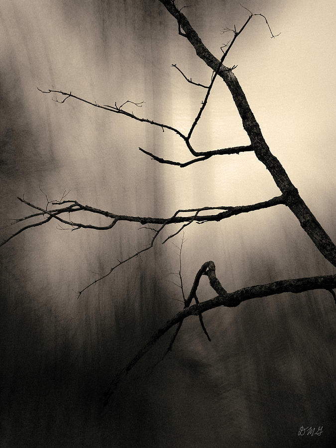 Silent Forest I Toned Photograph by David Gordon