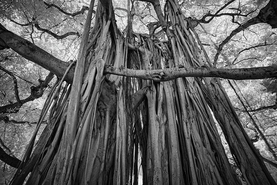 Silent Giants - Monochrome Infrared Majesty of the Towering Bayan Tree Photograph by Roberto Aloi