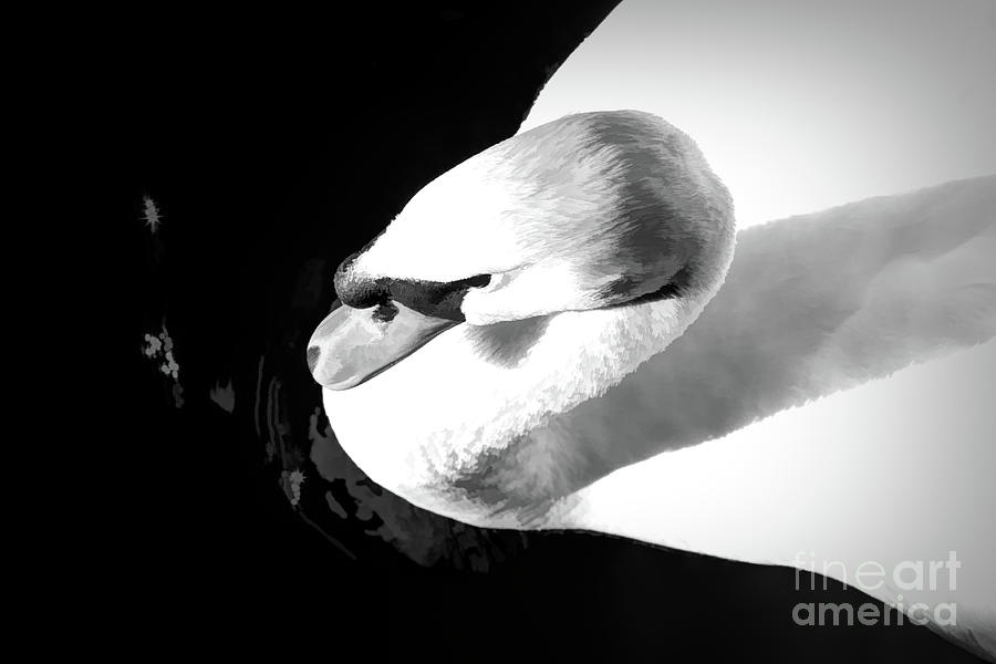 Swan Digital Art - Silent Glide by Chris Mautz