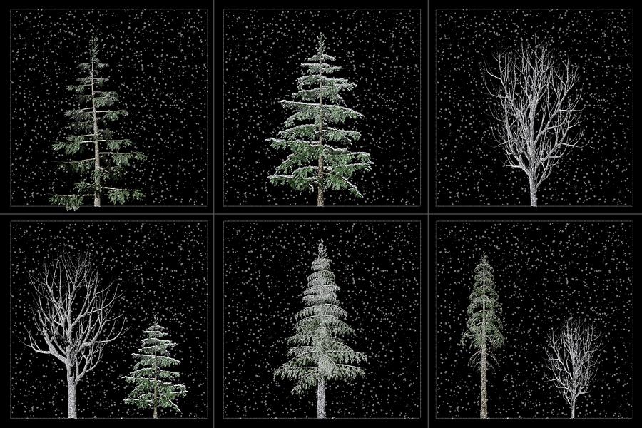 Silent Night of Trees and Snow Digital Art by David Dehner