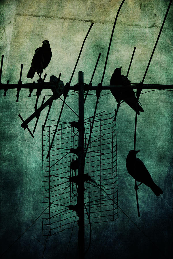 Bird Photograph - Silent Threats by Andrew Paranavitana