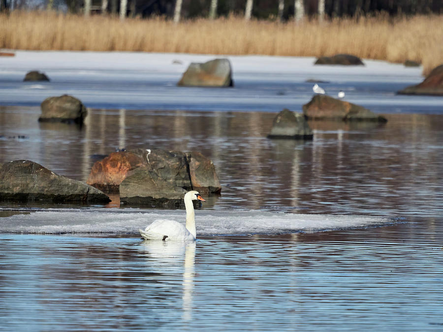 Silently swimming  in the ice water. Mute swan Photograph by Jouko Lehto
