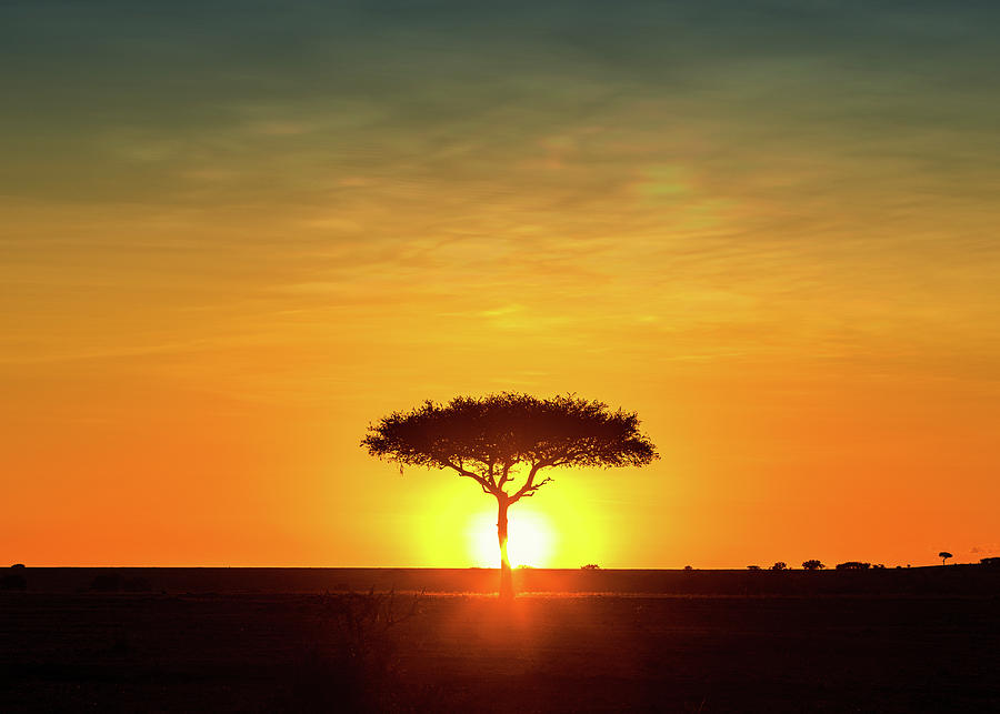 Sunset Photograph - Silhouette African Sun Behind Tree by Good Focused