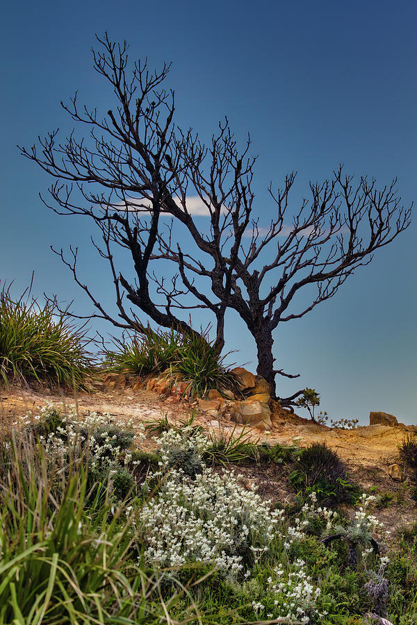 Landscape Photograph - Silhouette Against a NSW Sky by John Haldane