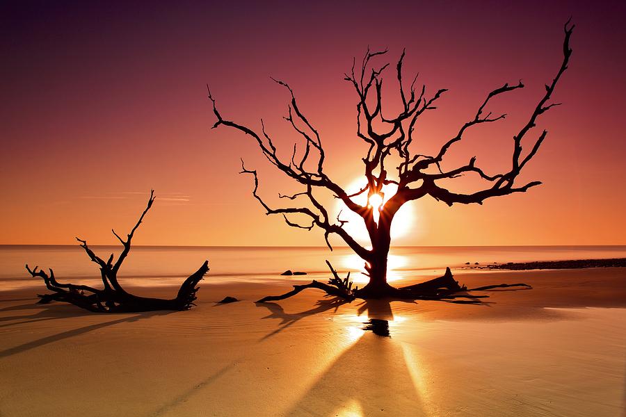 Beach Photograph - Silhouette Beach Tree by Frozen in Time Fine Art Photography