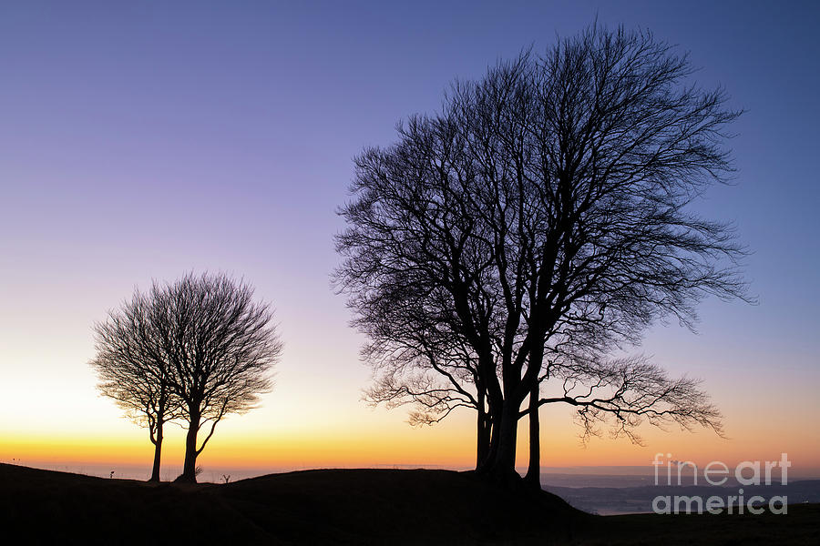 Silhouette Beech Trees on Roundway Hill at Sunset Wiltshire Photograph by Tim Gainey