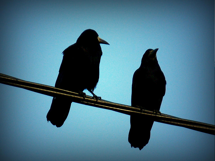 Silhouette crow Photograph by s0ulsurfing - Jason Swain