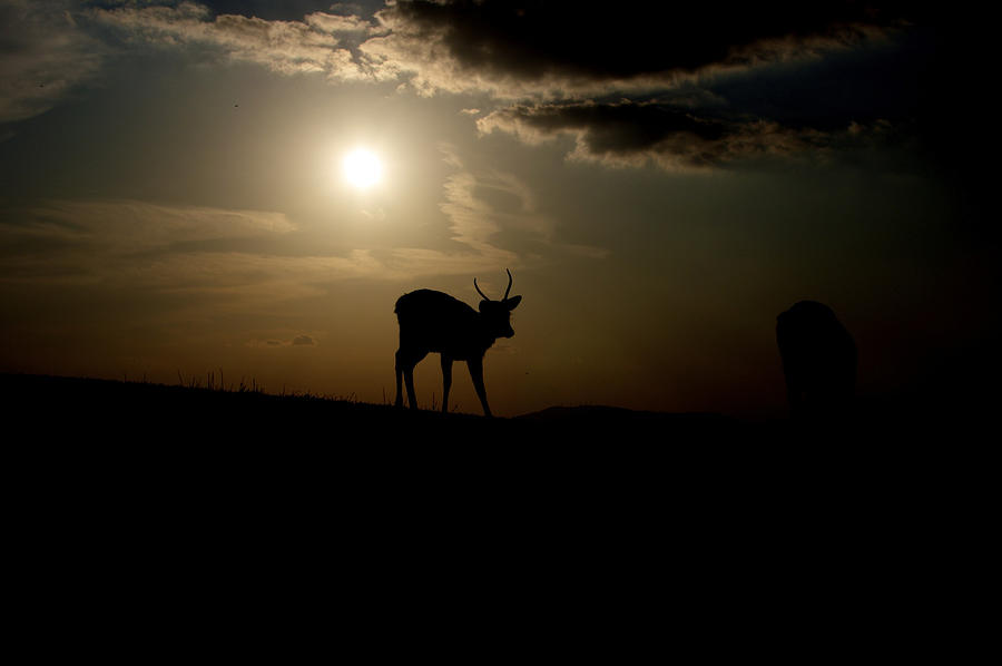 Silhouette deer Photograph by Photo by ball1515