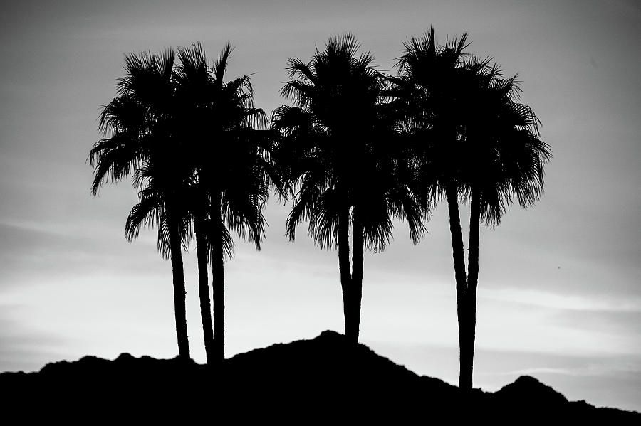  Silhouettes of 7 Desert Palms Photograph by Bonnie Colgan