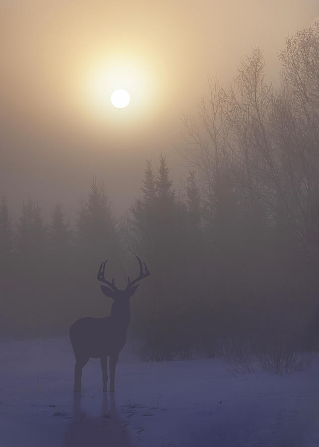 Silhouette Forest Buck Photograph by Patti Deters