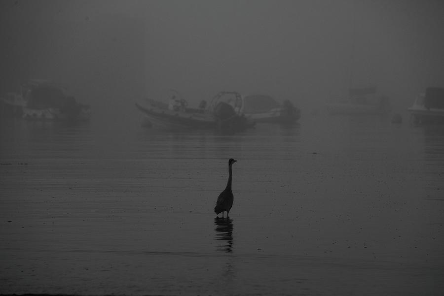 Silhouette In The Mist Photograph