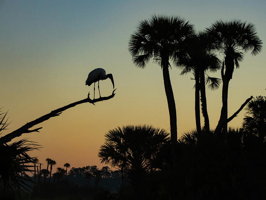 Silhouette in the Wetlands Photograph by Dodie Ross Silhouette in the Wetlands Photograph by Dodie Ross