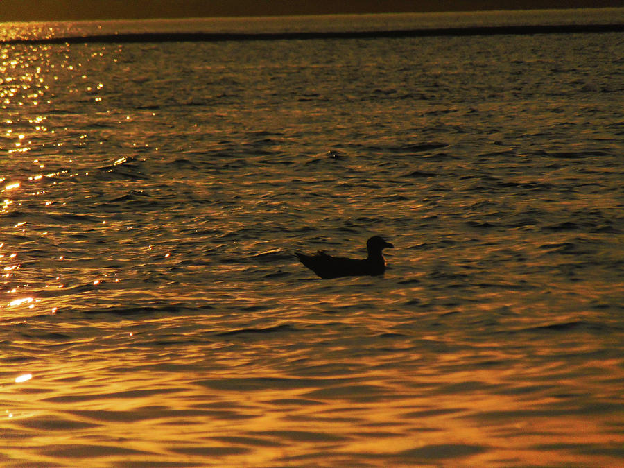 Silhouette Photograph By Makayla Tibbett - Fine Art America