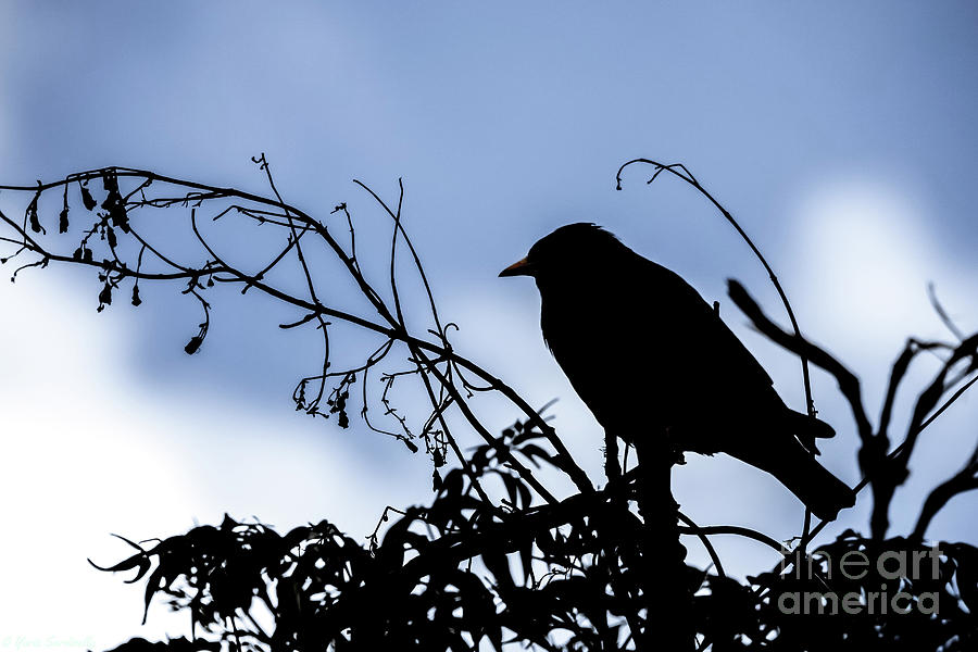 Silhouette of a bird on blue sky background Photograph by Yurix Sardinelly