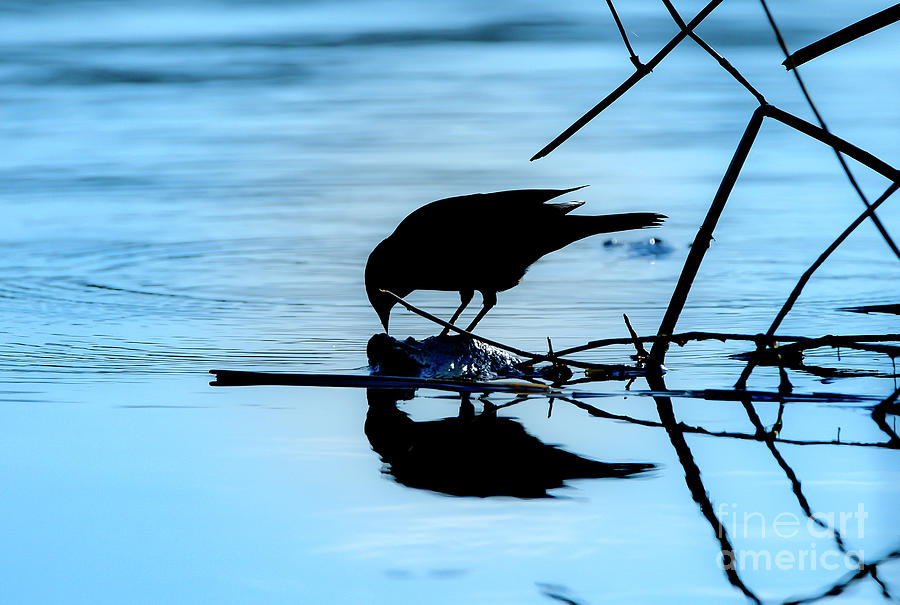 Silhouette of a Bird on Water Photograph by Sandra Js