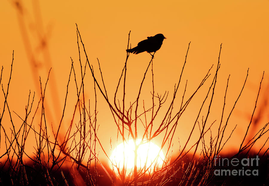 Silhouette of a Bird Photograph by Sandra Js