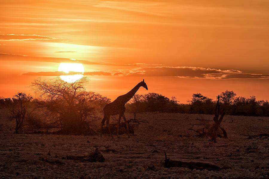 Silhouette of a Giraffe at Sunset at Okaukuejo In Etosha National Park Photograph by Belinda Greb